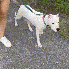 Protetor de Patas PetSafe™ | Antiderrapante e Respirável para Cães e Gatos